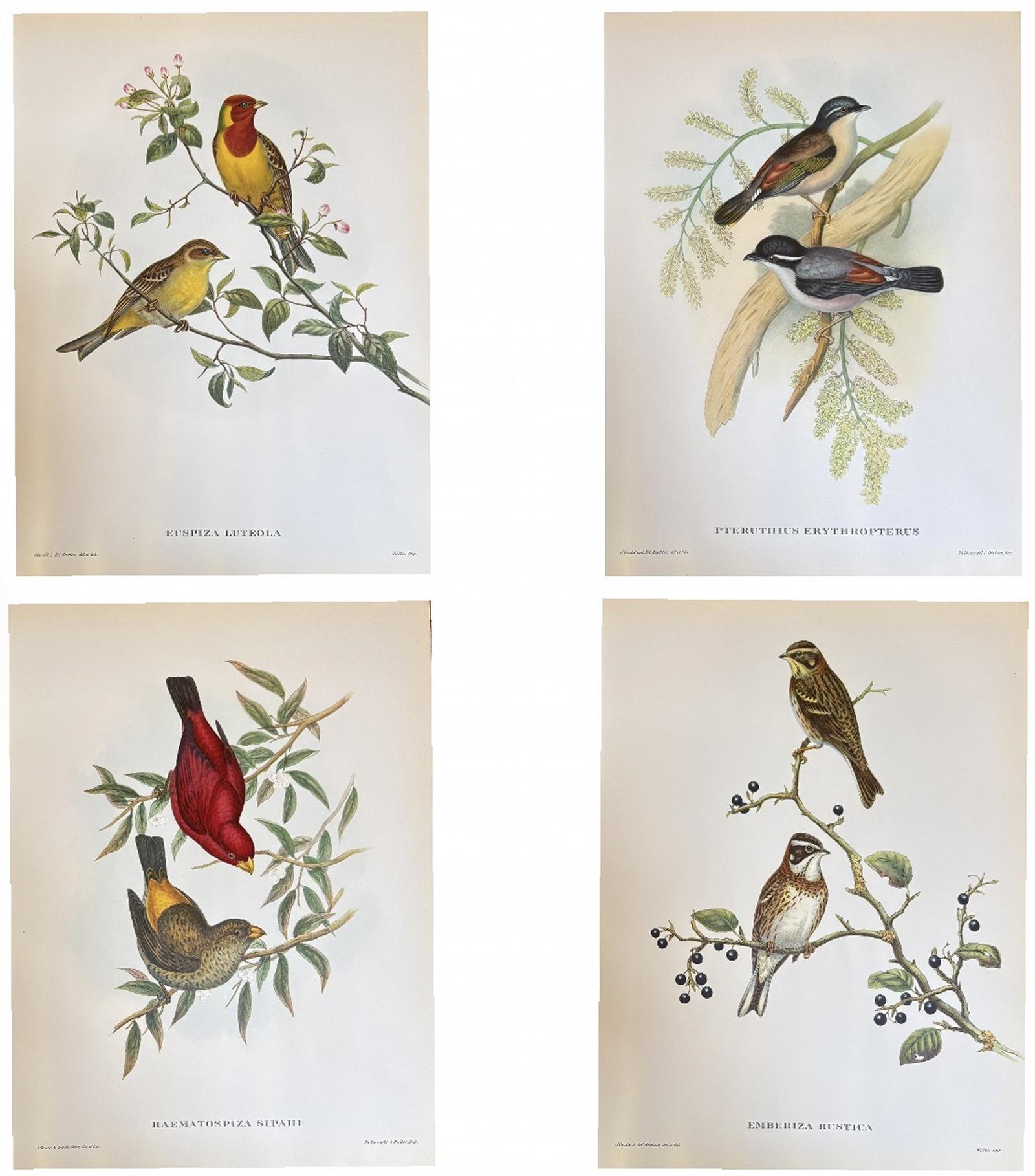 Fabulous Set of Four Good Sized Unframed Gould Tropical Bird Prints (4) (1 of 6) Fabulous Set of Four Good Sized Unframed Gould Tropical Bird Prints (4) (1 of 6)