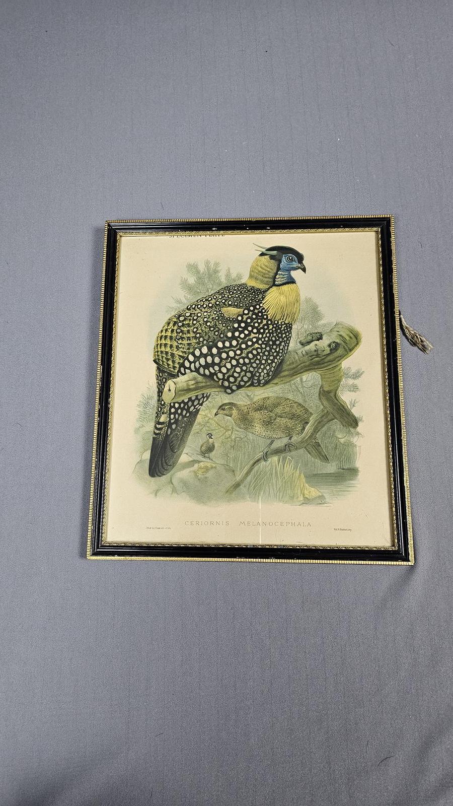 Antique Engraving Picture of Partridges (1 of 6)