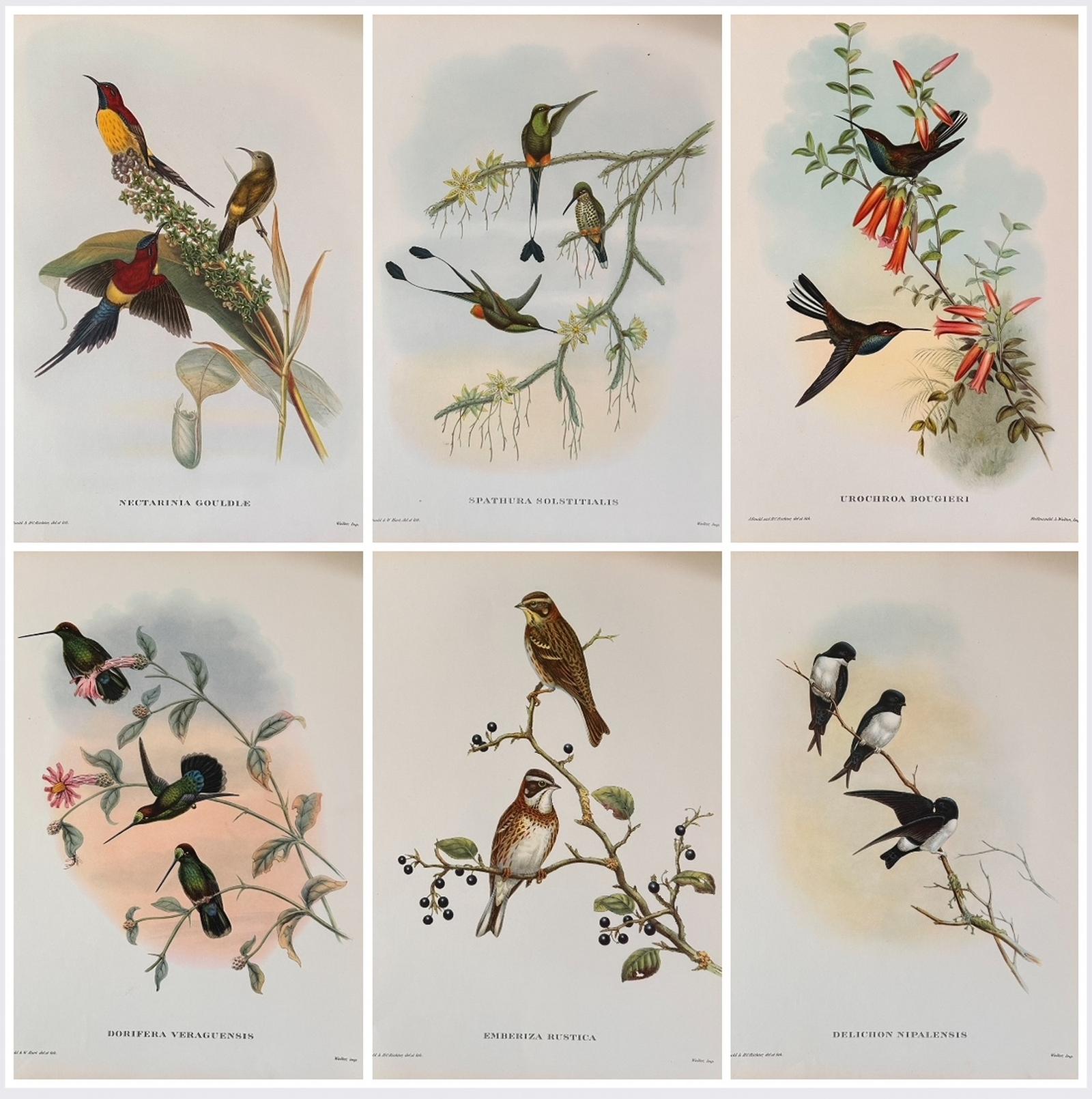Fabulous Set of Six Unframed Gould Tropical Bird Prints (C) (1 of 7)
