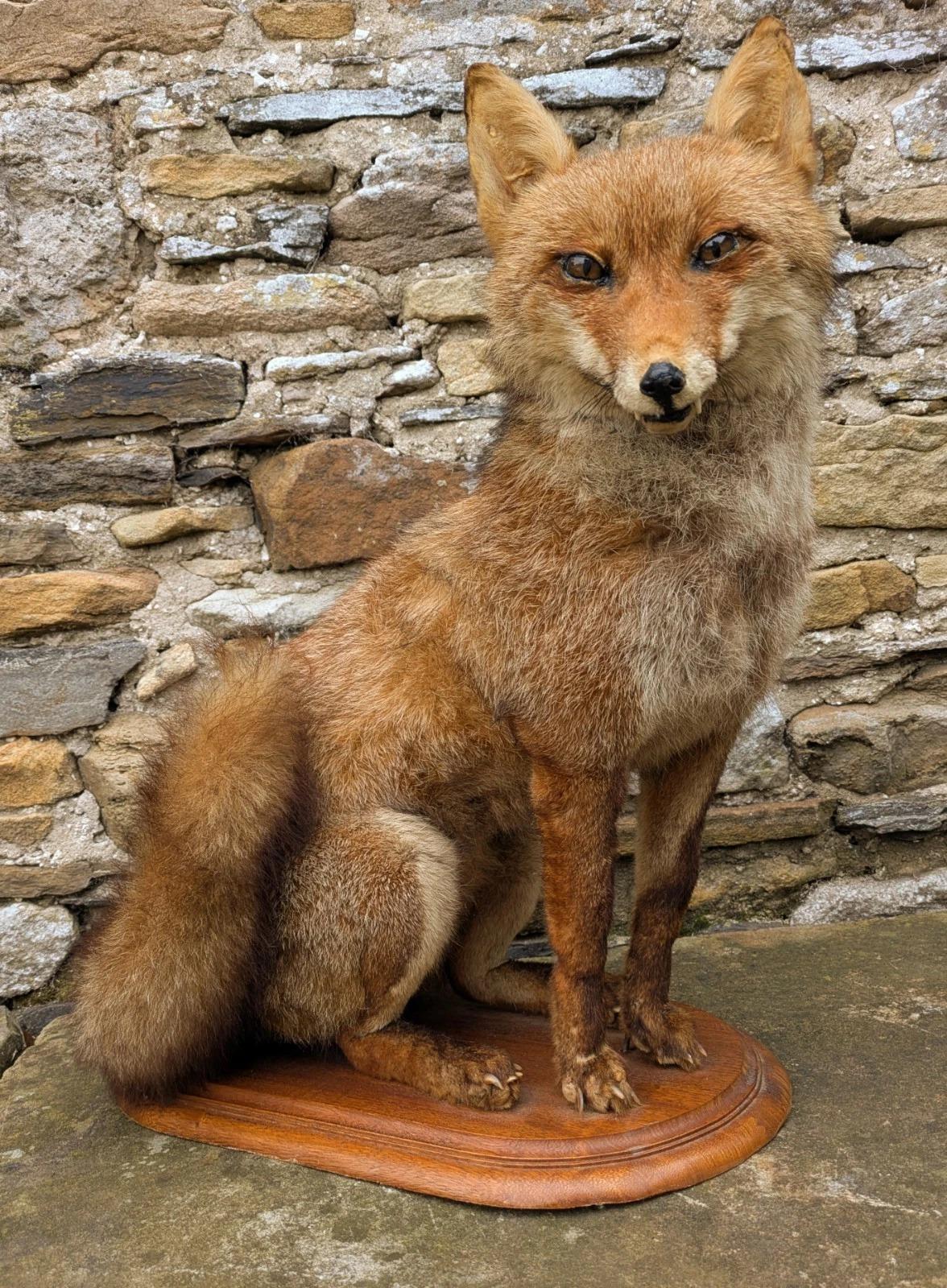 Taxidermy Seated Fox Full Mount (Vulpes Vulpes) (1 of 7)