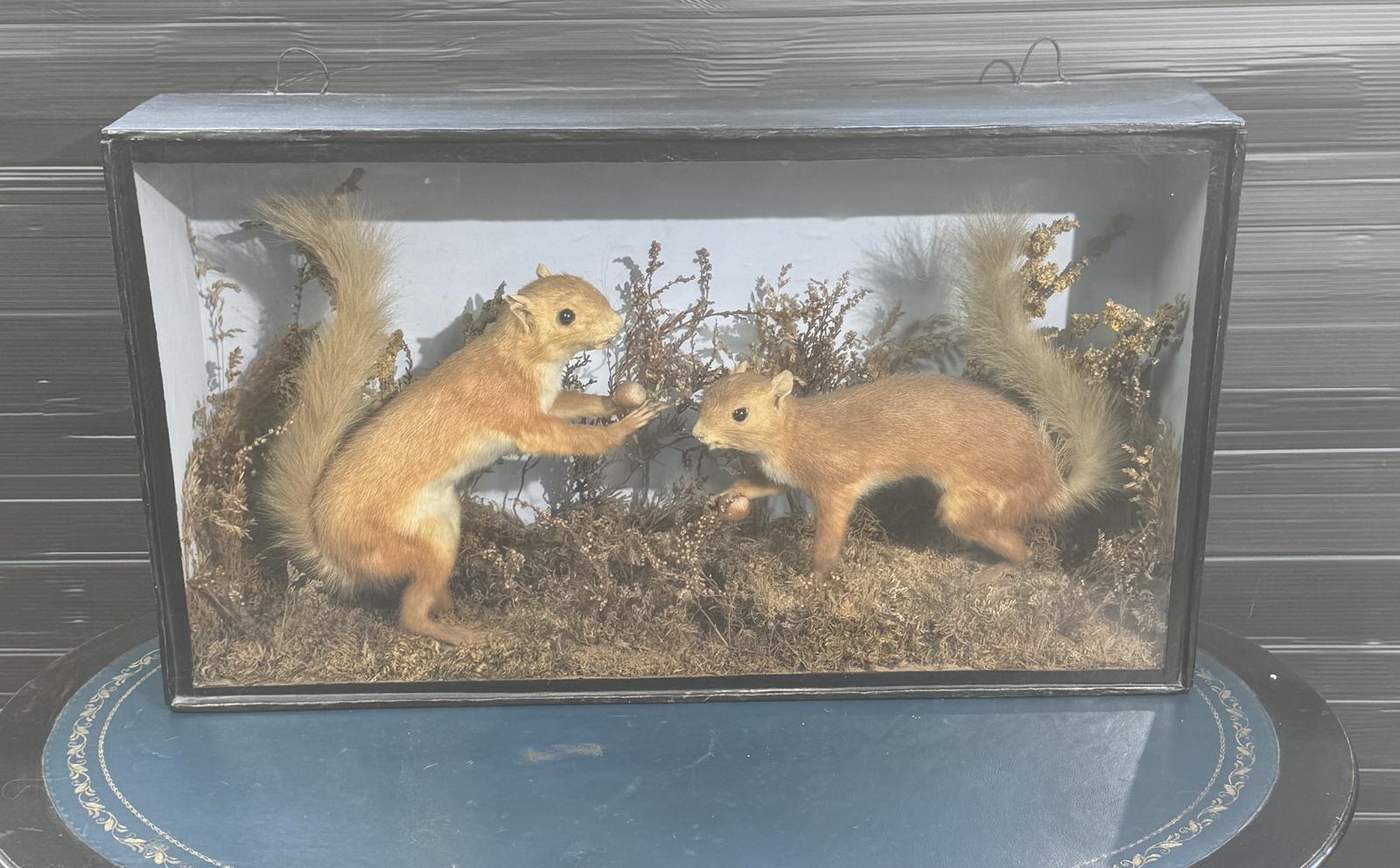 Two Red Squirrels (1 of 8)