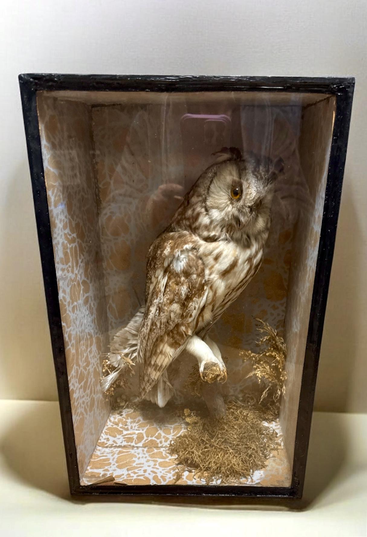 Victorian Long Eared Cased Taxidermy Owl (Asio Otus) (1 of 6) Victorian Long Eared Cased Taxidermy Owl (Asio Otus) (1 of 6)