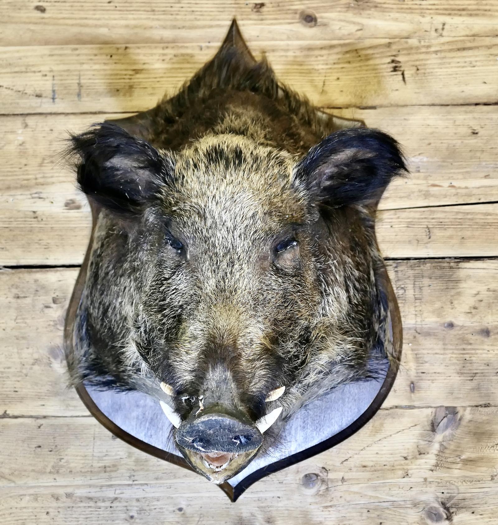 French Boar’s Head Hunting Trophy (1 of 6)