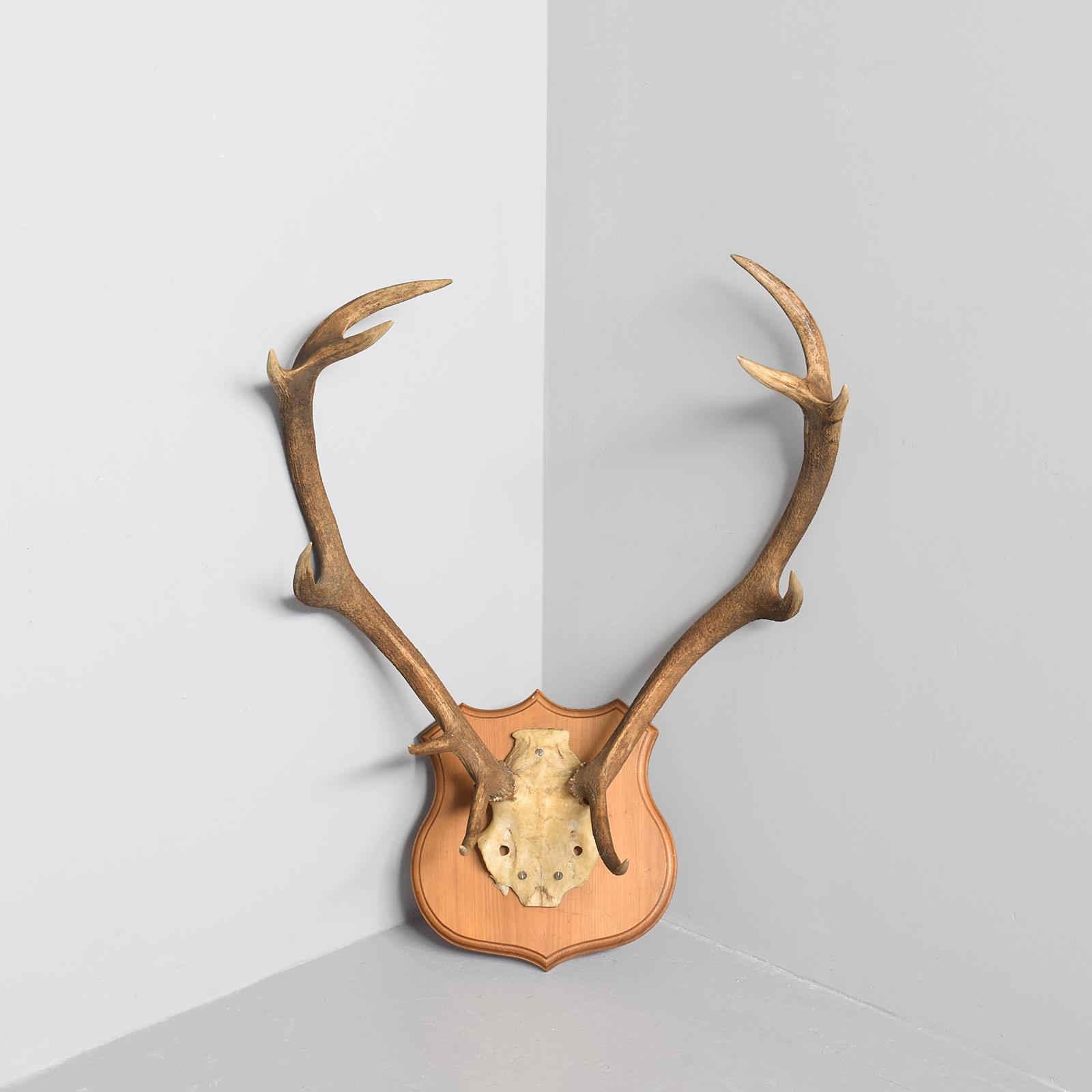 Pair of Mounted Antlers (1 of 6) Pair of Mounted Antlers (1 of 6)