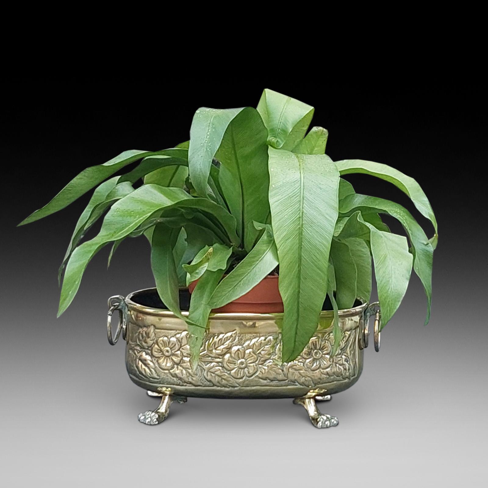 Victorian Brass "Crocus" Planter (1 of 5) Victorian Brass "Crocus" Planter (1 of 5)