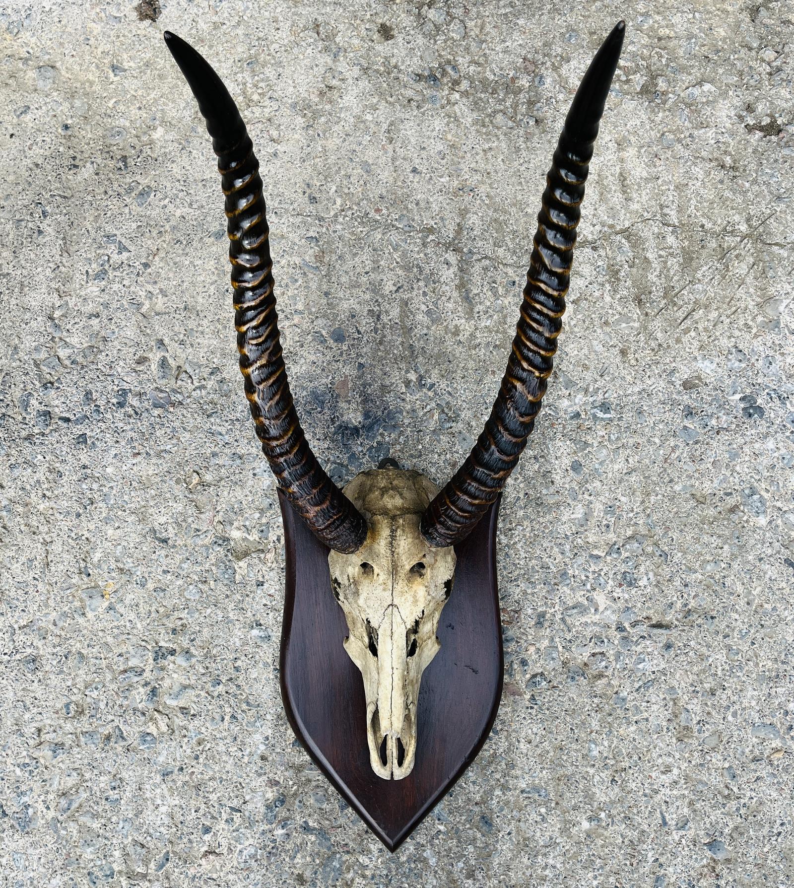 large African Water Buck Horns (1 of 10) large African Water Buck Horns (1 of 10)