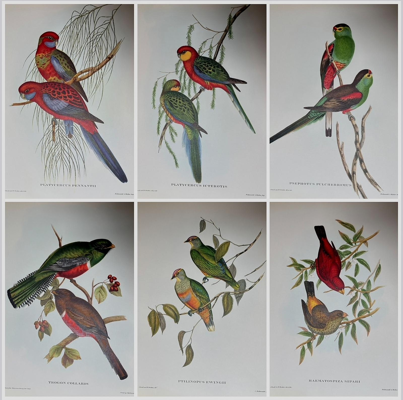 A Fabulous Set of Six Unframed Gould Tropical Bird Prints (B) (1 of 7)