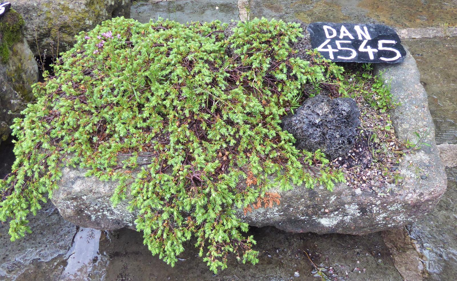 Old Yorkshire Millstone Grit Trough OR Garden Planter (1 of 1)