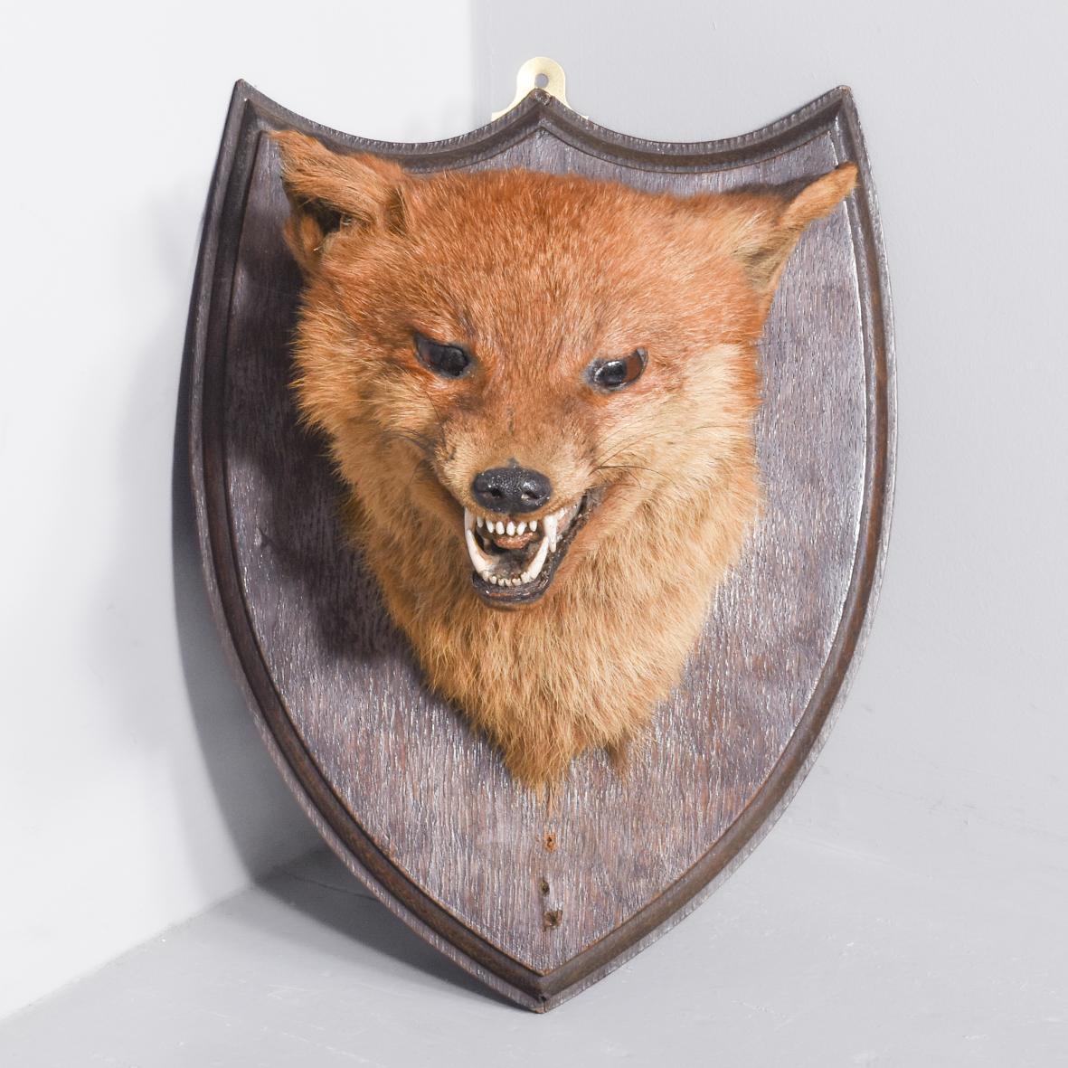 Mounted Fox Head (1 of 4)