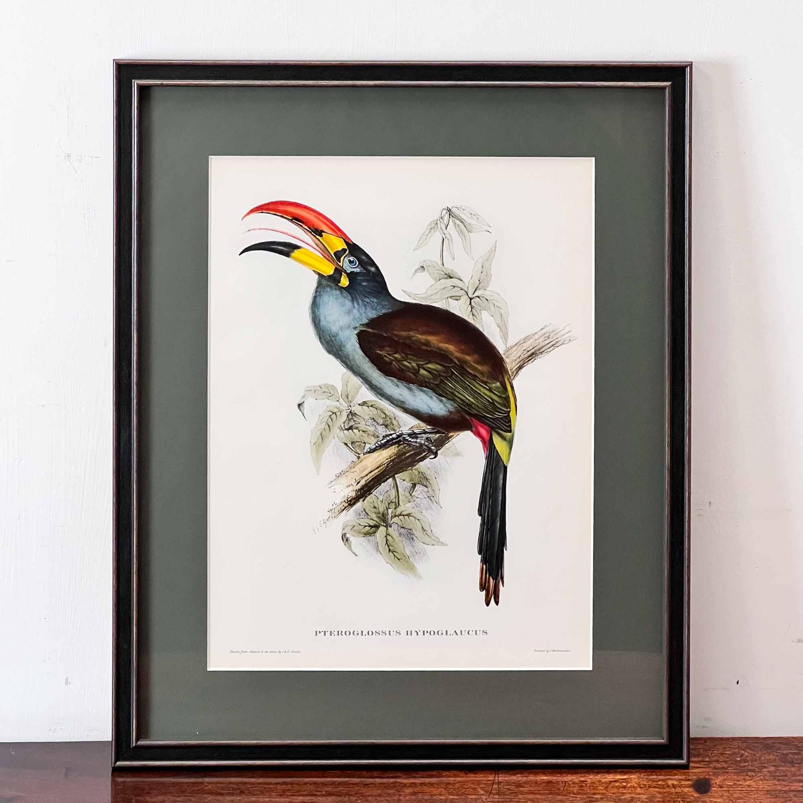 John Gould 'Pteroglossus Hypoglaucus' Print (1 of 8)