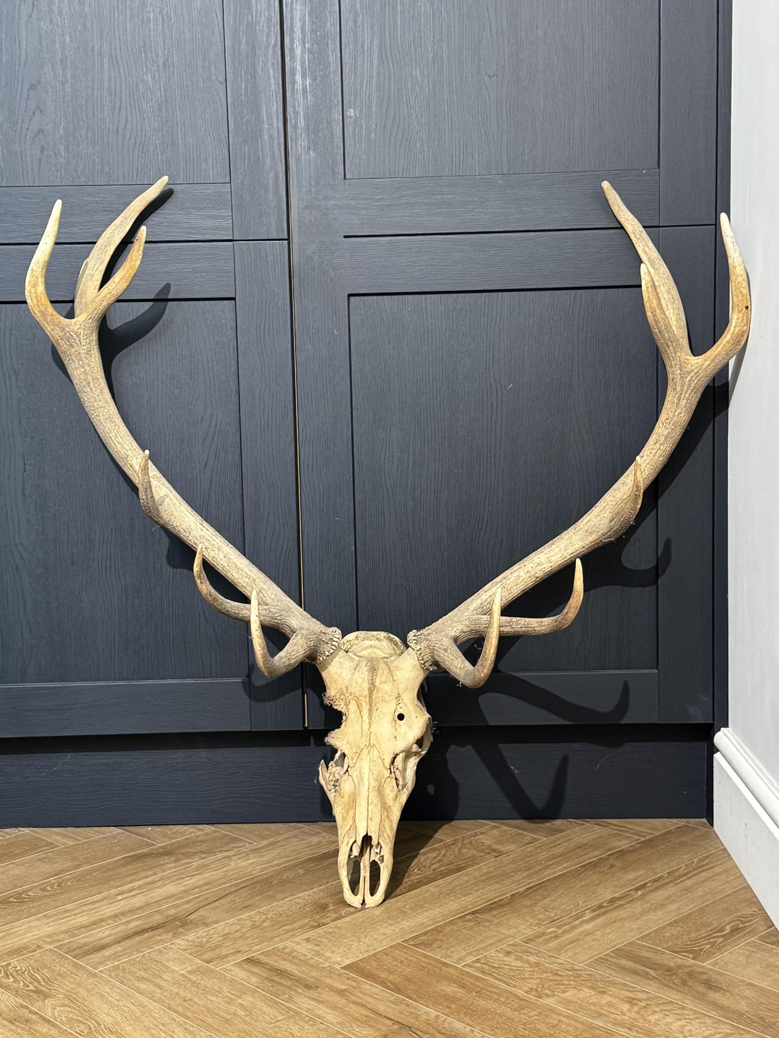 12 Point Antlers (1 of 5)