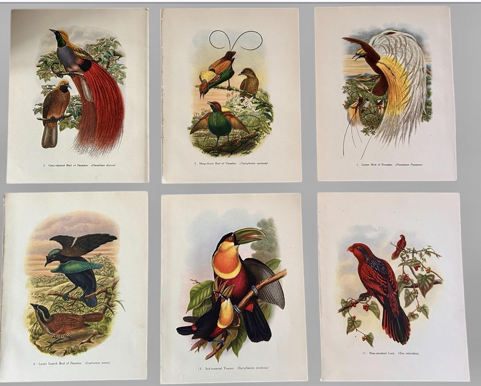 A Fabulous Set of Six Tropical Bird Plates by John Gould 1948 (2) (1 of 7) A Fabulous Set of Six Tropical Bird Plates by John Gould 1948 (2) (1 of 7)