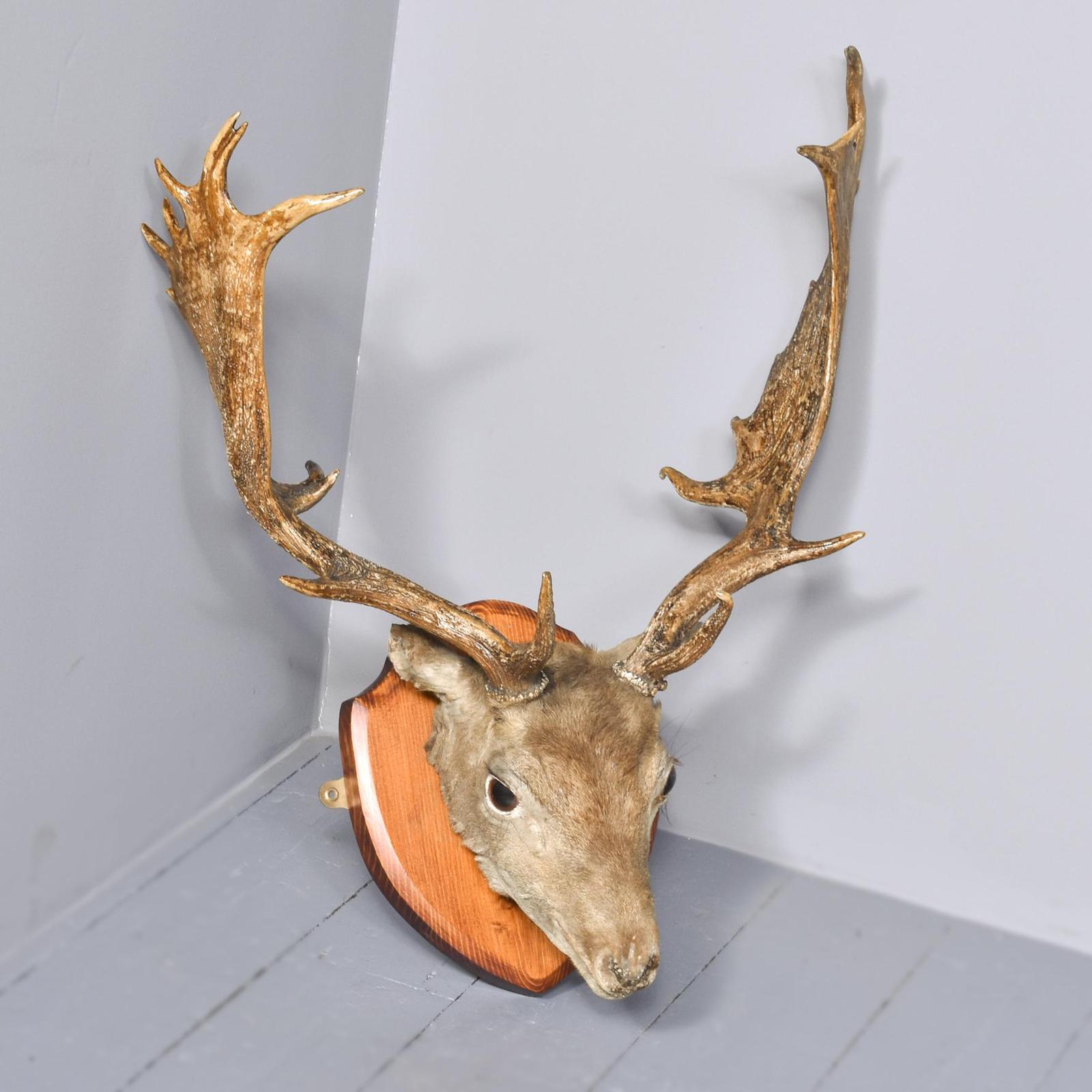 Taxidermist Mounted Red Deer Head (1 of 4)