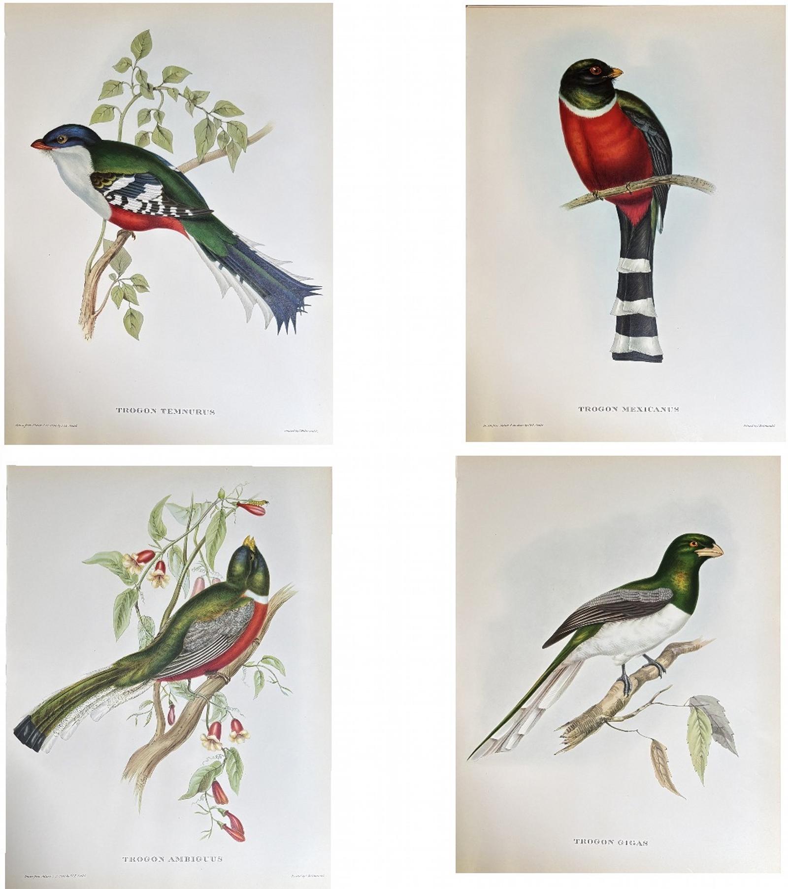 A Fabulous Set of Four Good Sized Unframed Gould Tropical Bird Prints (3) (1 of 2) A Fabulous Set of Four Good Sized Unframed Gould Tropical Bird Prints (3) (1 of 2)