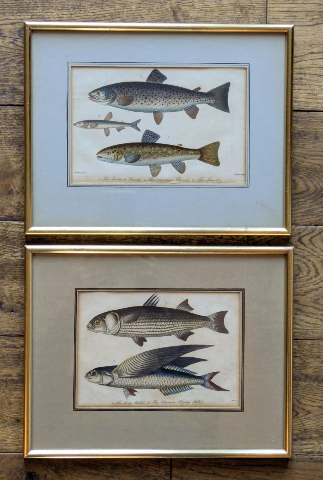 Antique Hand Coloured Engravings Fish Set of Two, J. Pass (1 of 5)