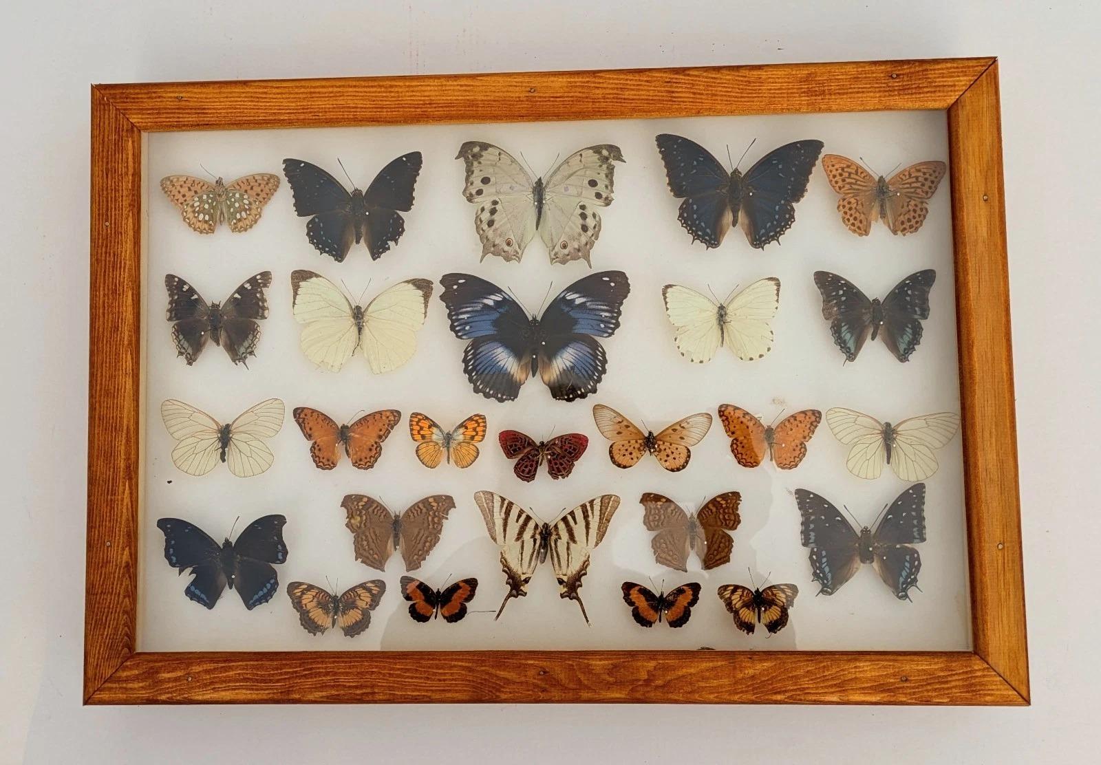 Tropical Butterfly Collection Cased (1 of 4)