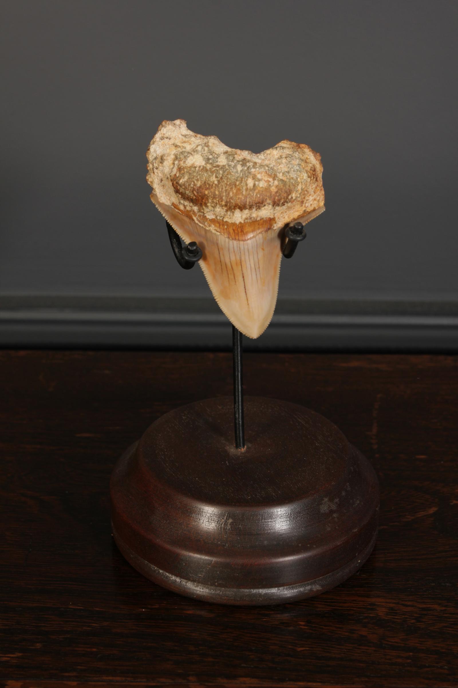 Small Megalodon Tooth & Stand (1 of 7)
