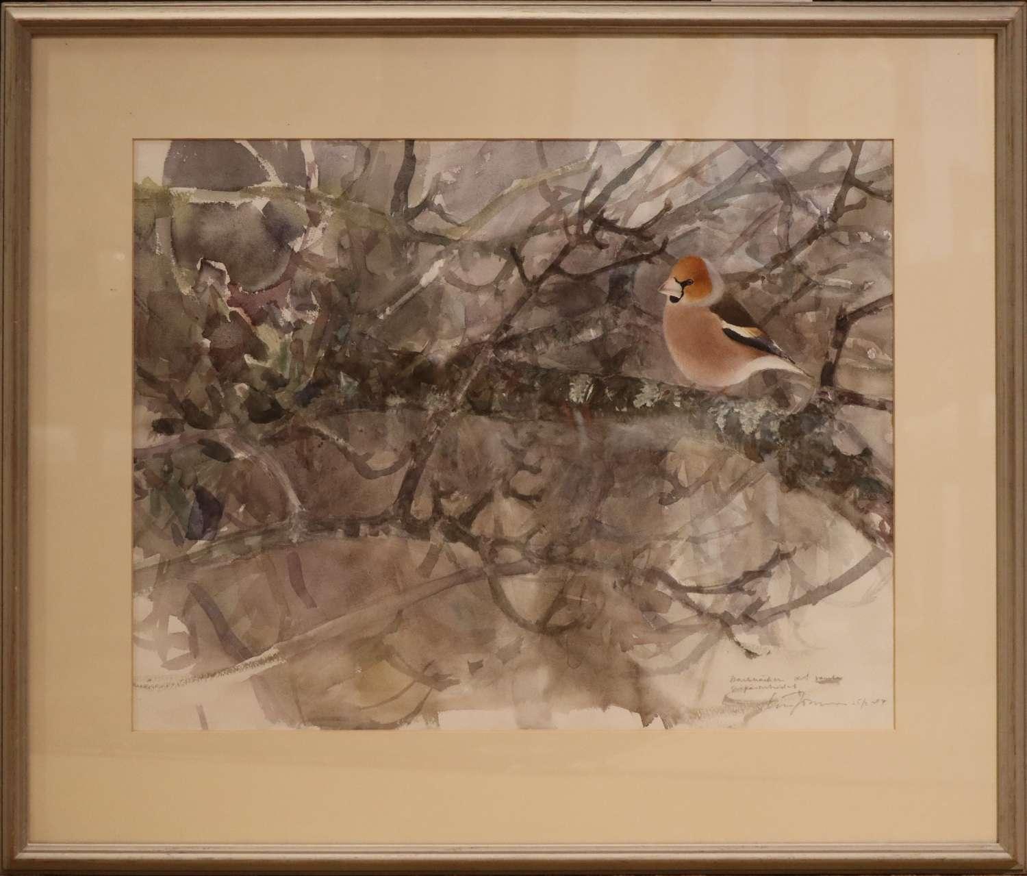 Lars Jonsson - "Hawfinch" (1 of 5)