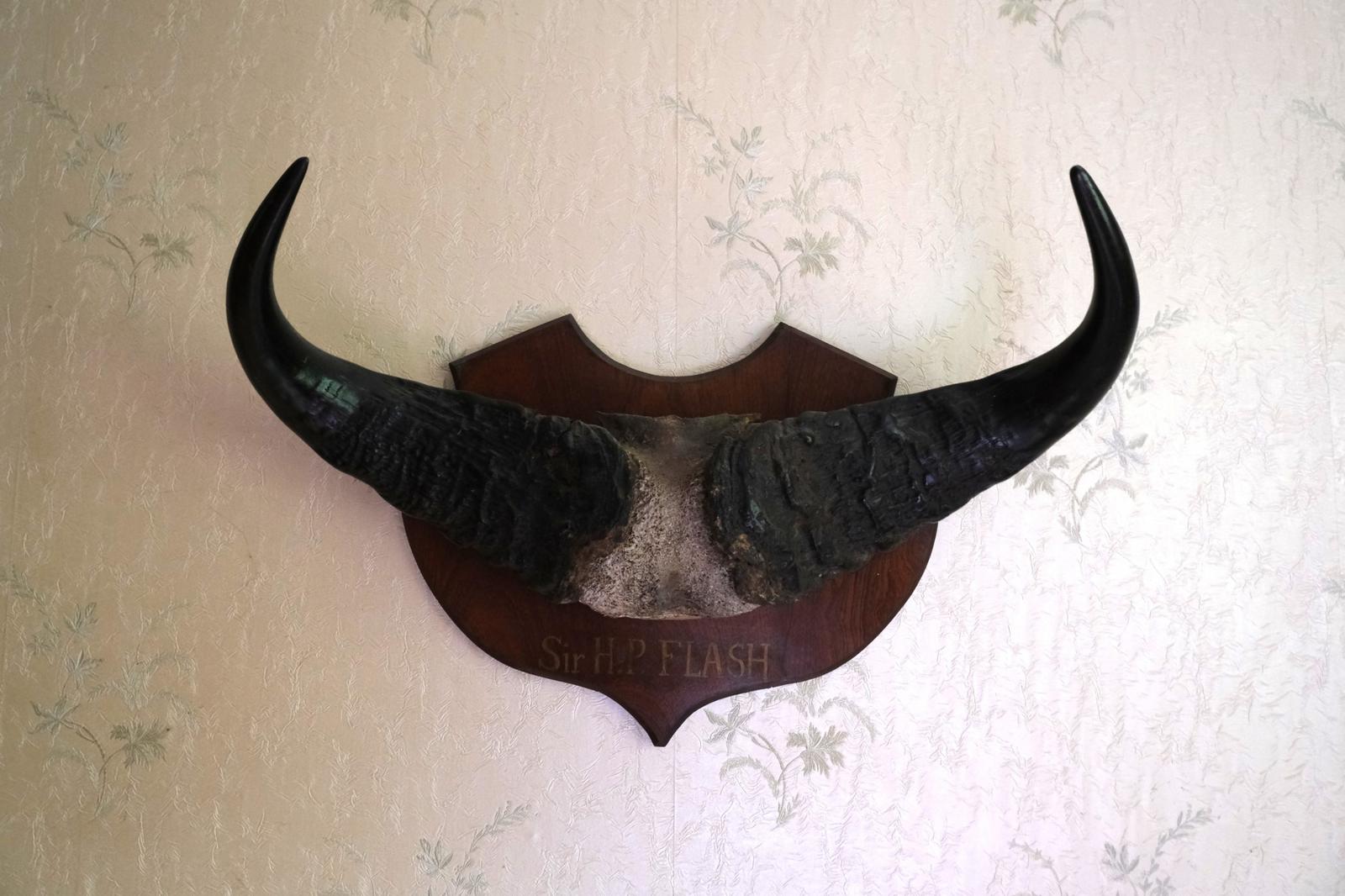 Display Horns - main image