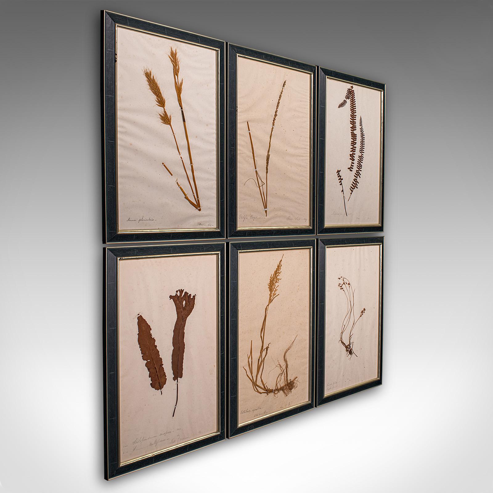 Set Of 6 Antique Botanist's Specimens, English, Framed, Dried Grasses, Victorian (1 of 11) Set Of 6 Antique Botanist's Specimens, English, Framed, Dried Grasses, Victorian (1 of 11)