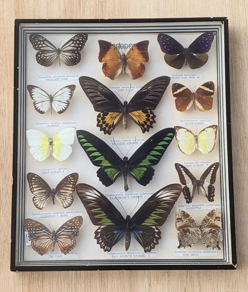 Antique Butterfly Specimen Collection Cased (1 of 7) Antique Butterfly Specimen Collection Cased (1 of 7)