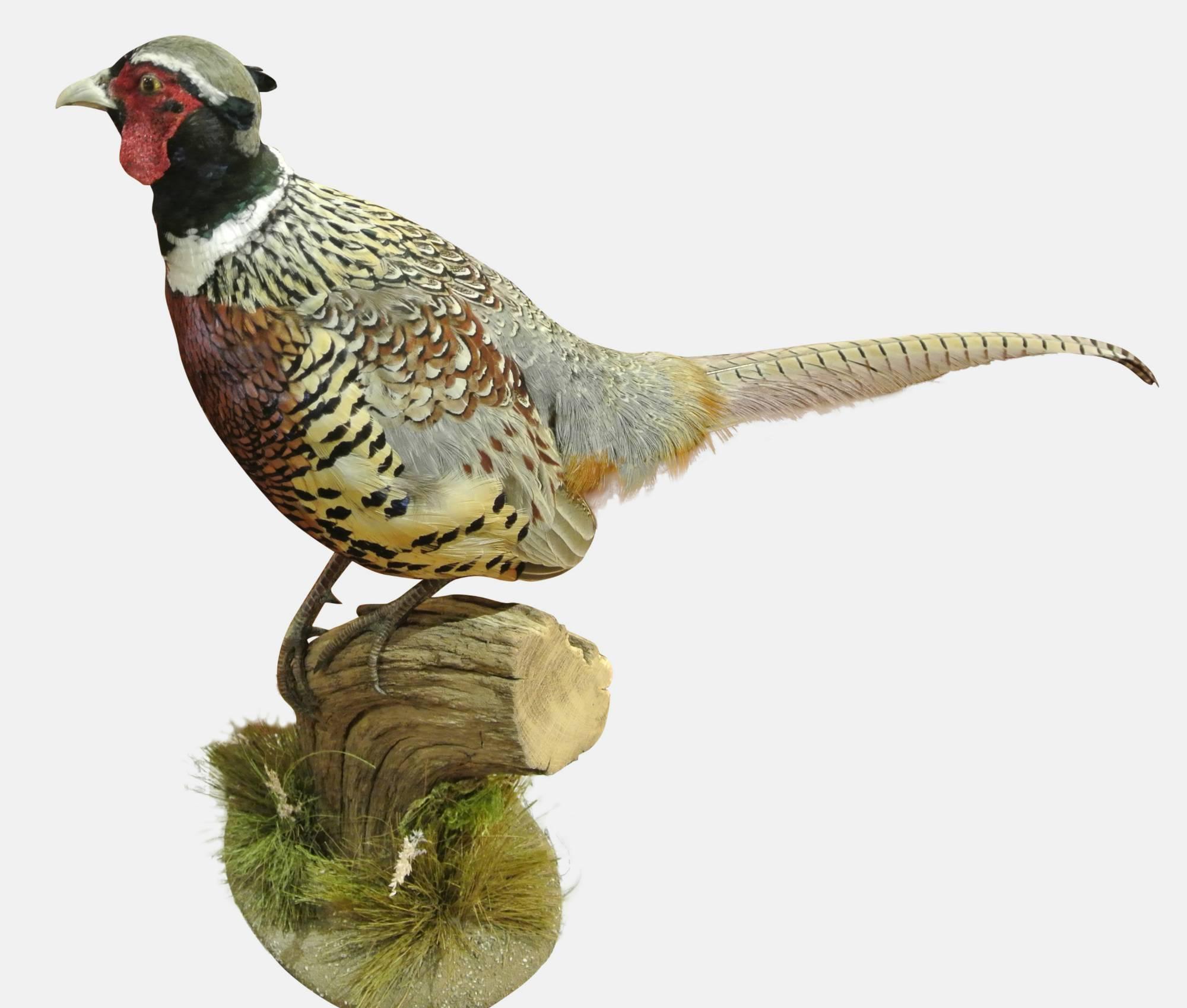 Taxidermy Blue Back Pheasant (1 of 1) Taxidermy Blue Back Pheasant (1 of 1)