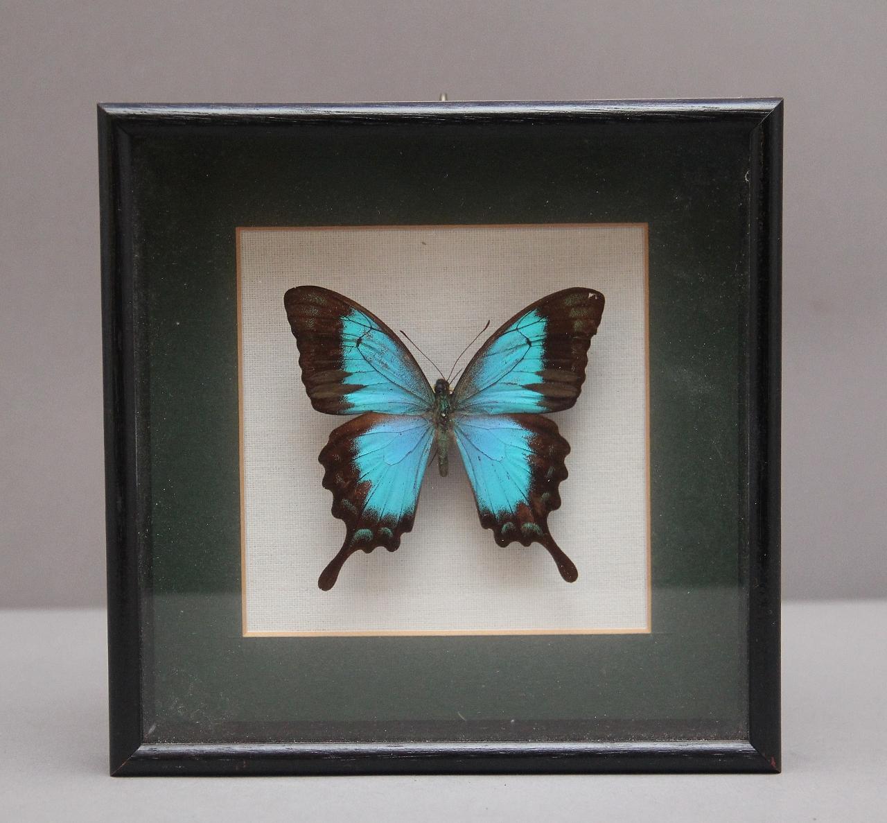 Early 20th Century Framed Sea Green Swallowtail Butterfly (1 of 3) Early 20th Century Framed Sea Green Swallowtail Butterfly (1 of 3)