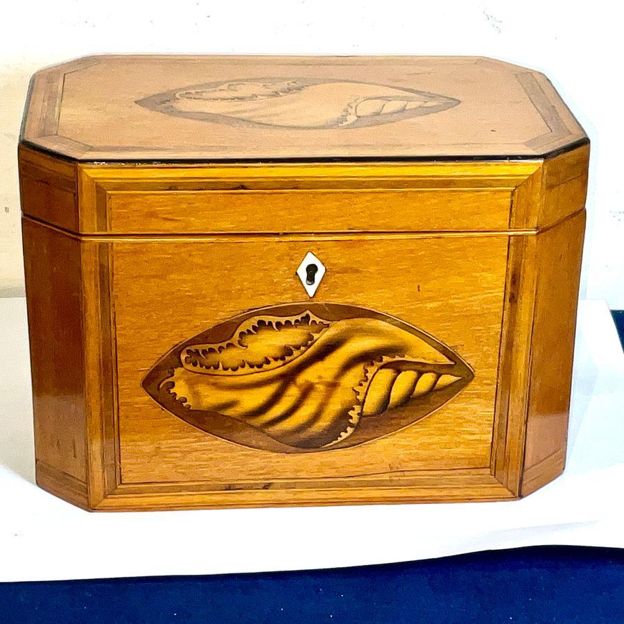 Tea Caddy Satinwood with Shell Inlays Georgian (1 of 12)