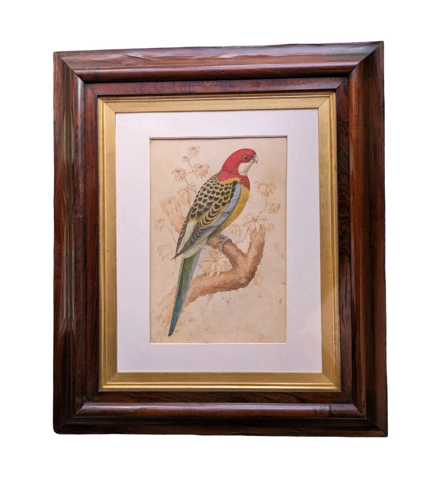 19th Century Watercolour Painting Rosella Parrot Artist R. Hurst (1 of 9) 19th Century Watercolour Painting Rosella Parrot Artist R. Hurst (1 of 9)