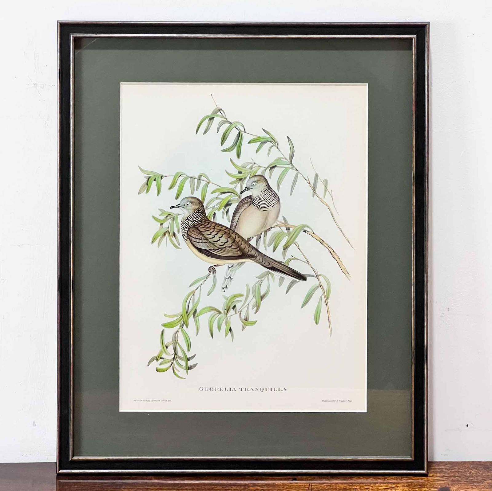John Gould 'Geopelia Tranquilla' Print (1 of 7)