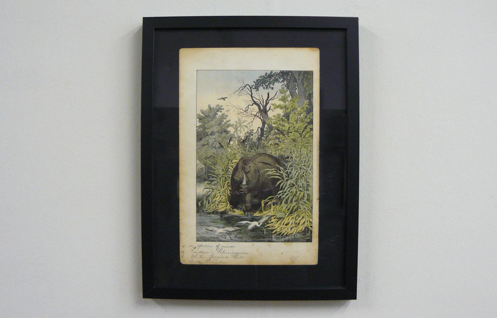 6 Framed Animal Coloured Pictures Plates C1877 Sketches from Nature - India (1 of 14) 6 Framed Animal Coloured Pictures Plates C1877 Sketches from Nature - India (1 of 14)