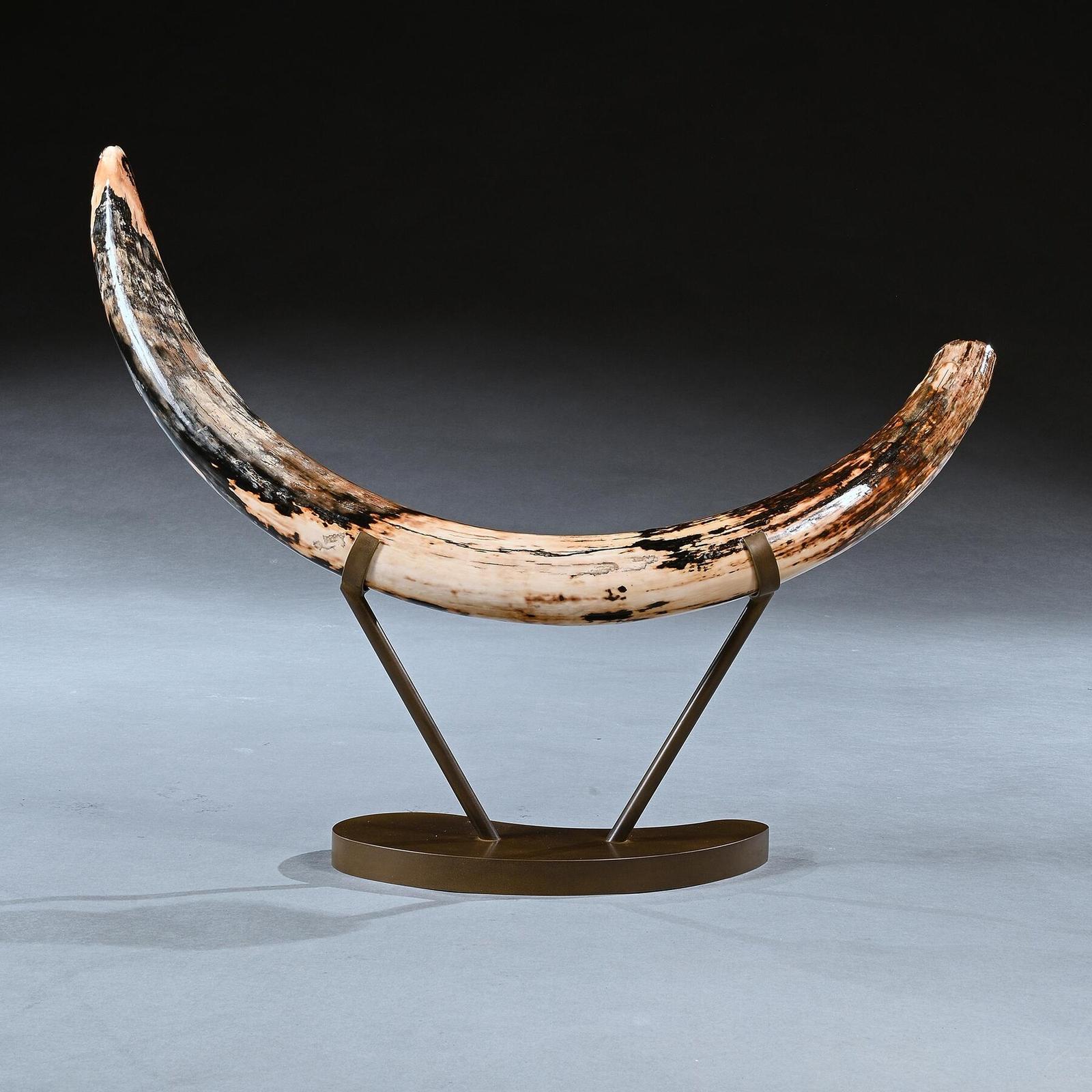 Superb Wooly Mammoth Tusk on Custom Bronzed Base (1 of 11) Superb Wooly Mammoth Tusk on Custom Bronzed Base (1 of 11)