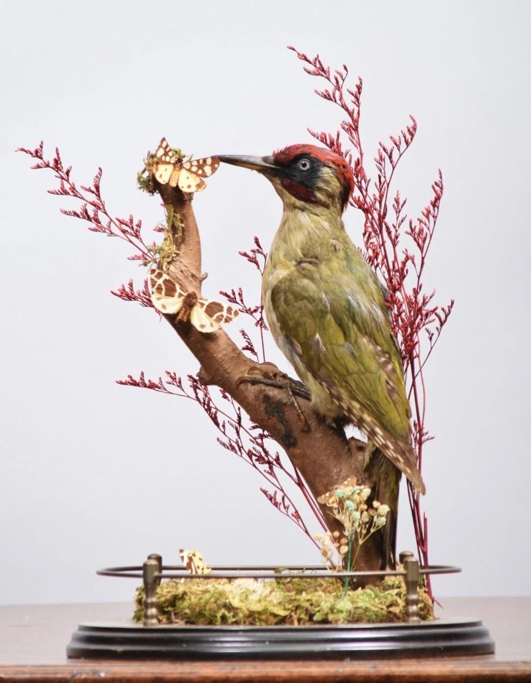 Victorian Taxidermy Green Woodpecker & Butterflies in Glass Dome (1 of 5)