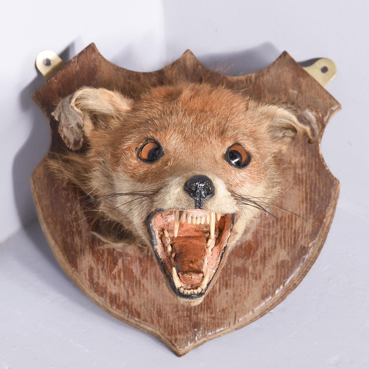 Mounted Fox Head (1 of 4)