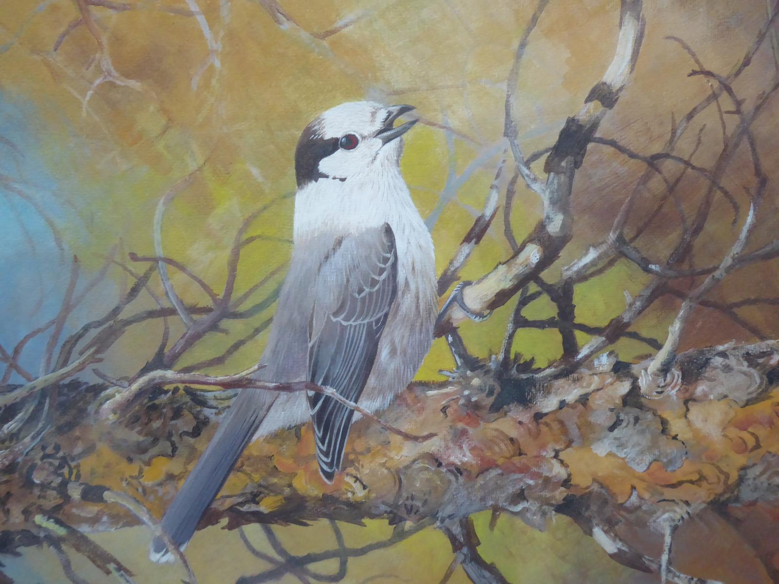Watercolour Grey Jay Wildlife Listed Artist Michael Woodcock (1 of 12)