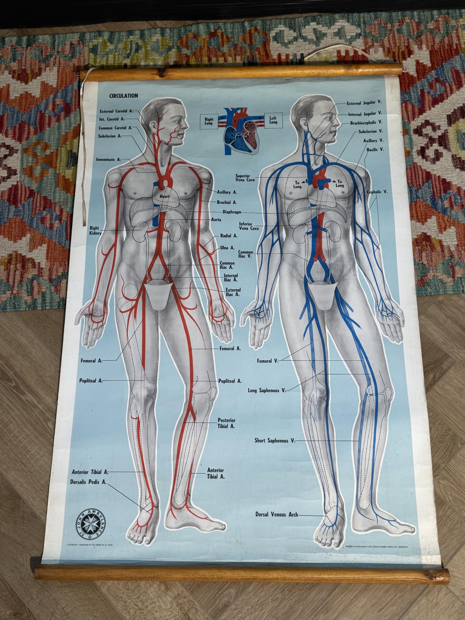 Medical Poster by St Johns (1 of 5)