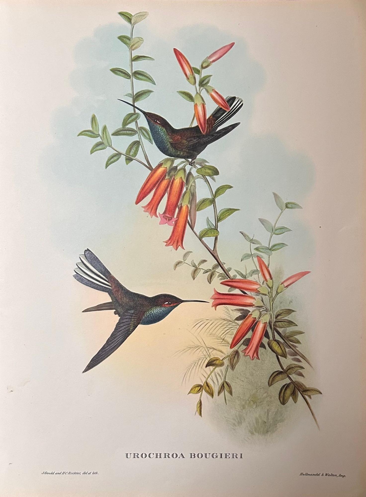 A Fabulous Set of Six Unframed Gould Tropical Bird Prints (3) (1 of 6) A Fabulous Set of Six Unframed Gould Tropical Bird Prints (3) (1 of 6)