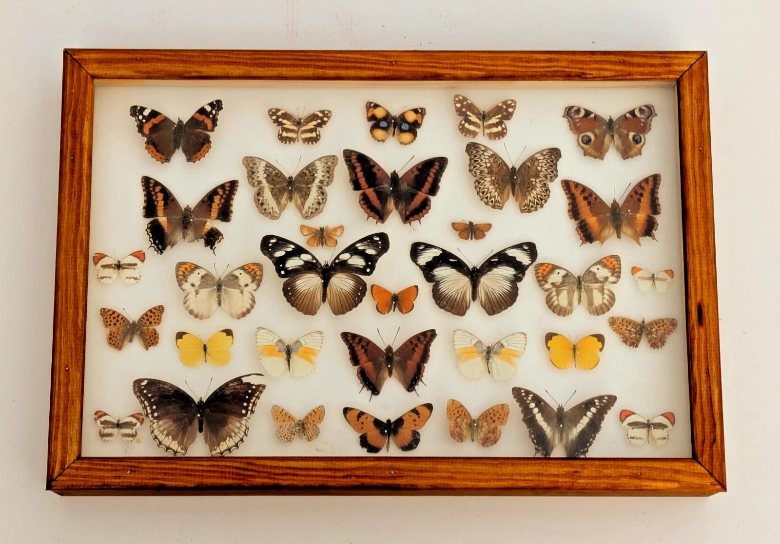 Cased Tropical Butterflies Collection (1 of 6)