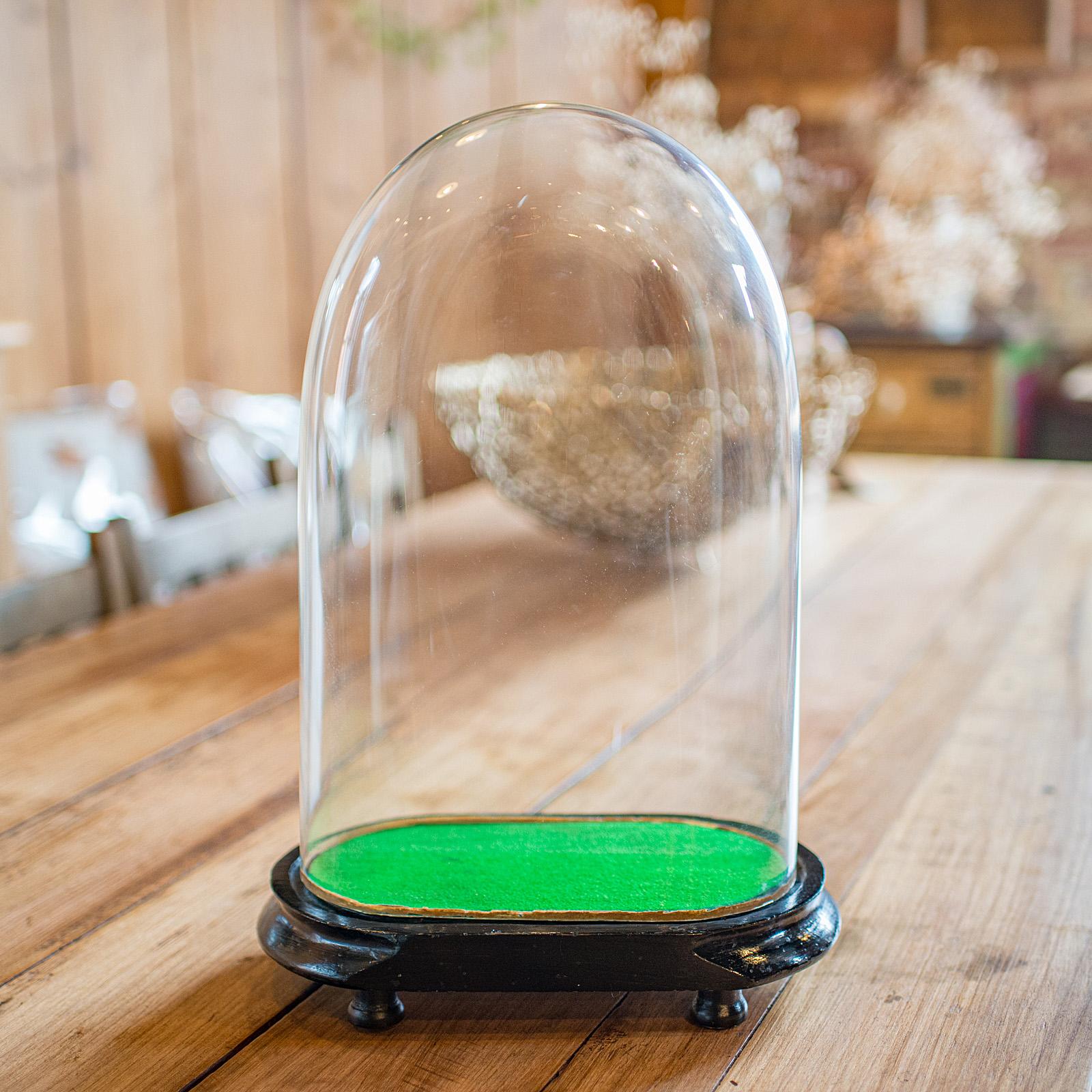 Antique Oval Collector's Dome, English, Glass Clock Case, Botany, Late Victorian (1 of 10) Antique Oval Collector's Dome, English, Glass Clock Case, Botany, Late Victorian (1 of 10)