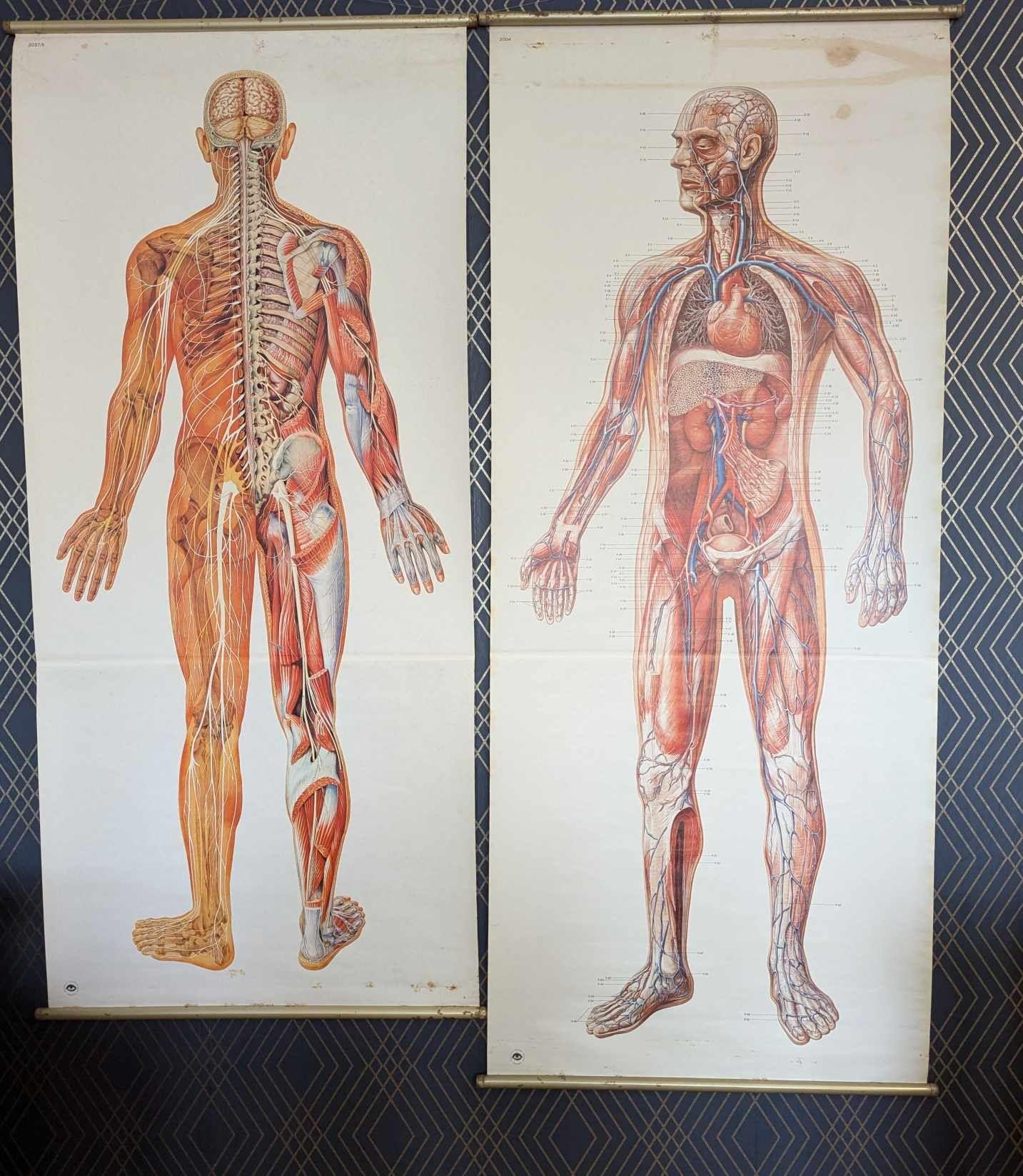 Two Full-sized Anatomical Medical Posters (1 of 8)