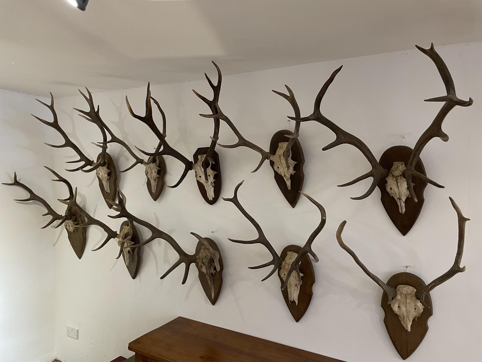 Collection of 10 Pairs of Antlers (1 of 11) Collection of 10 Pairs of Antlers (1 of 11)