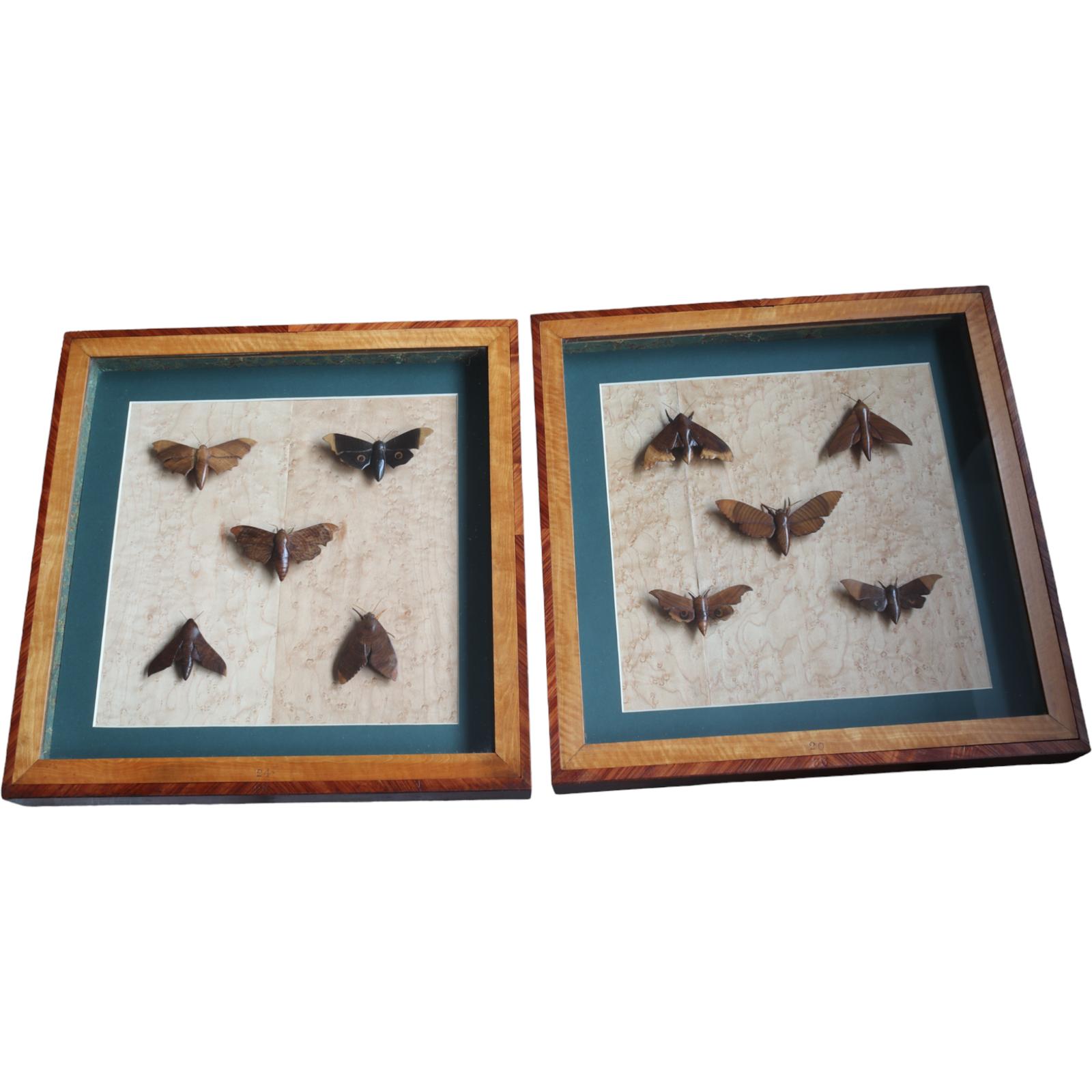 Pair of Cased Treen Moths Exhibits (1 of 7)