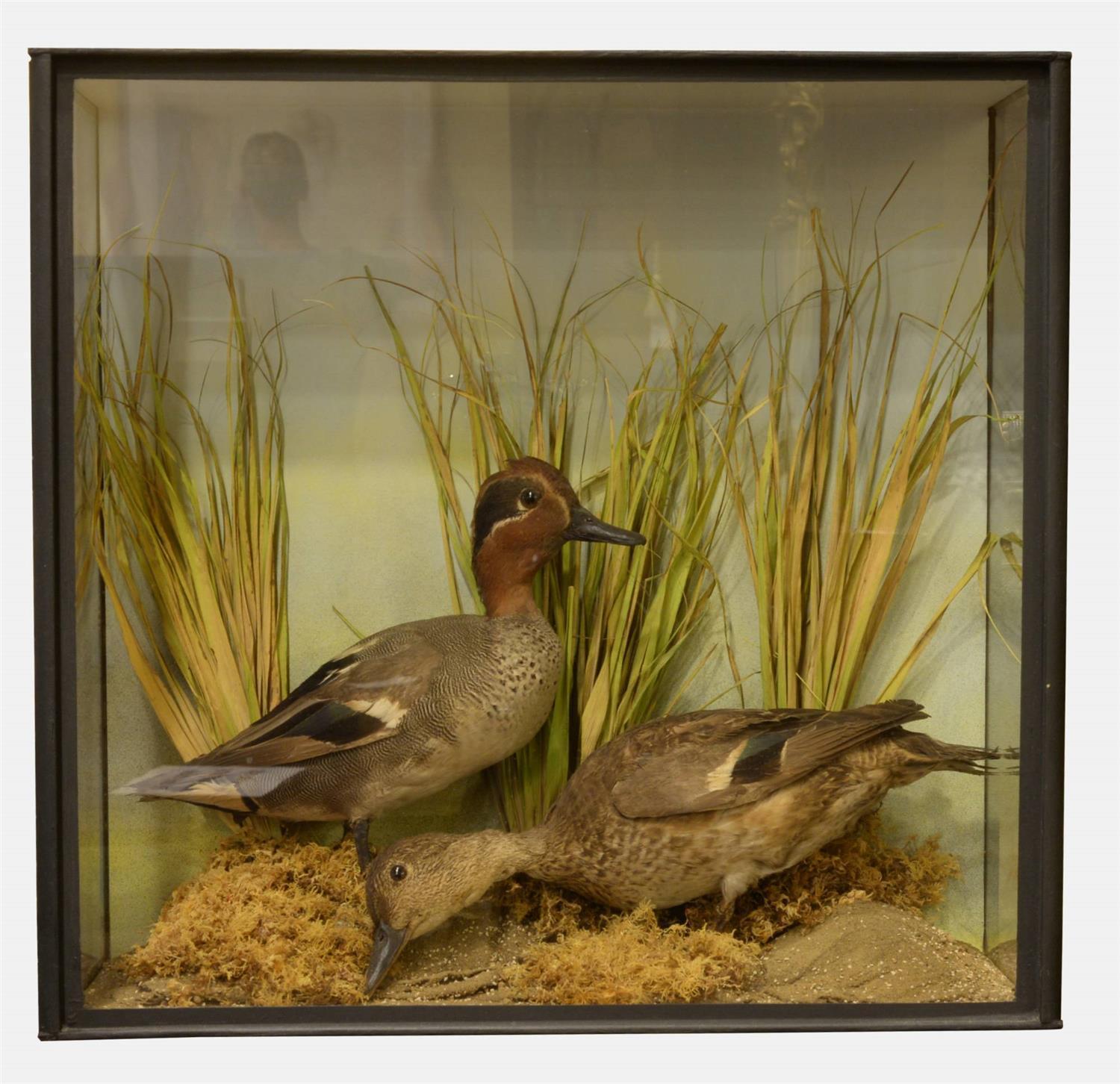 Pair of Teal c.1880 (1 of 1) Pair of Teal c.1880 (1 of 1)