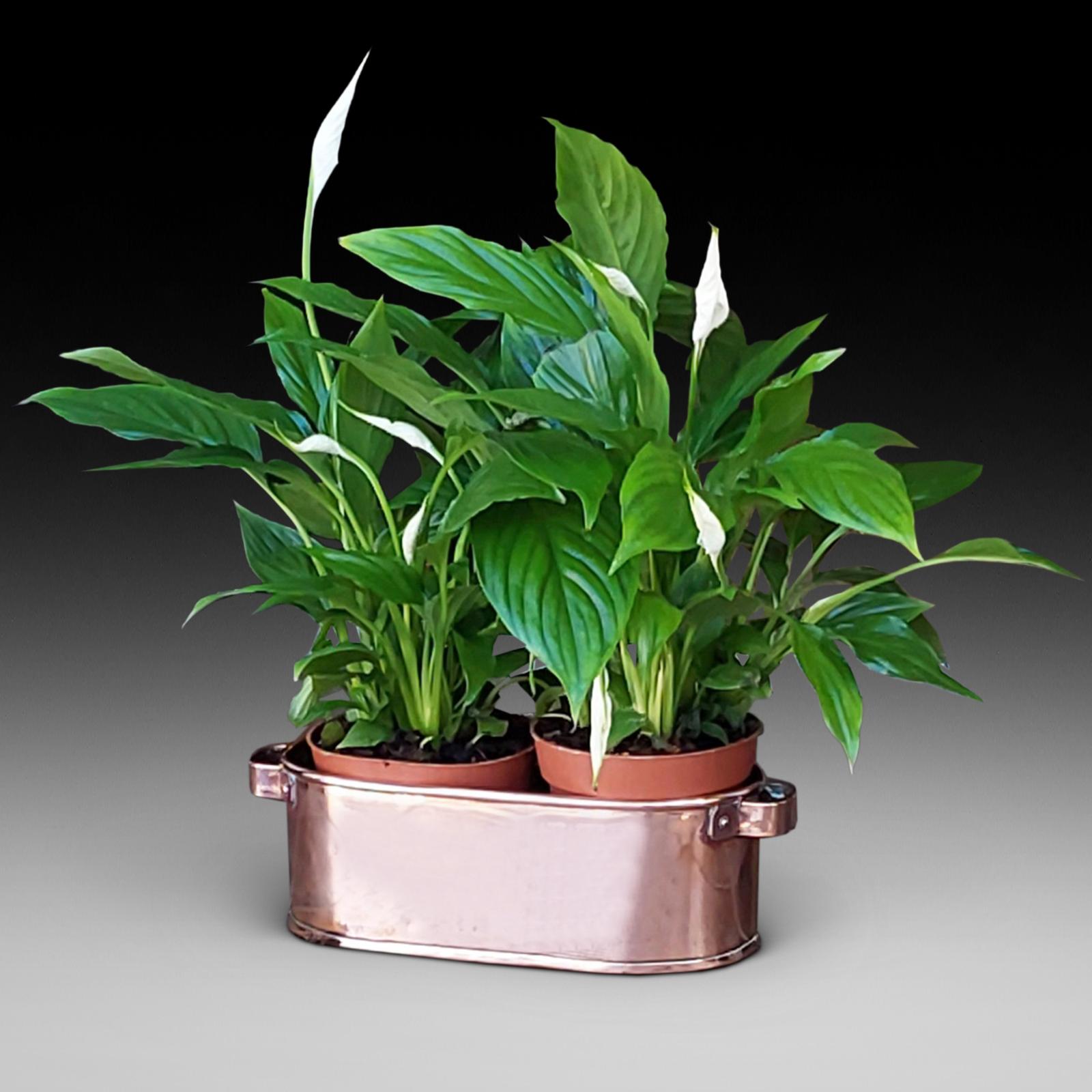 Victorian Copper "Crocus" Planter (1 of 6)