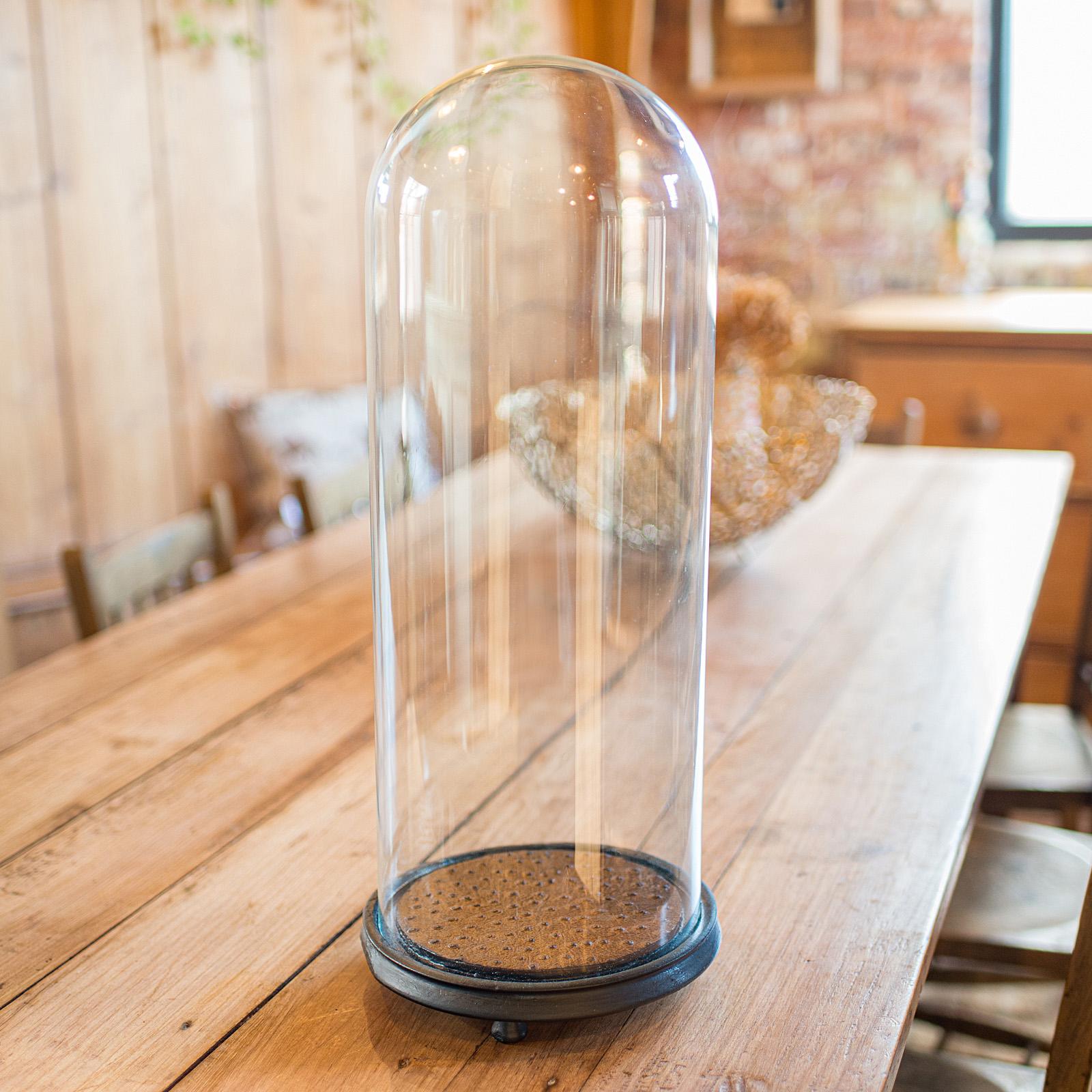 Antique Taxidermy Specimen Dome, English, Glass, Tall Showcase - Victorian 1900 (1 of 10)