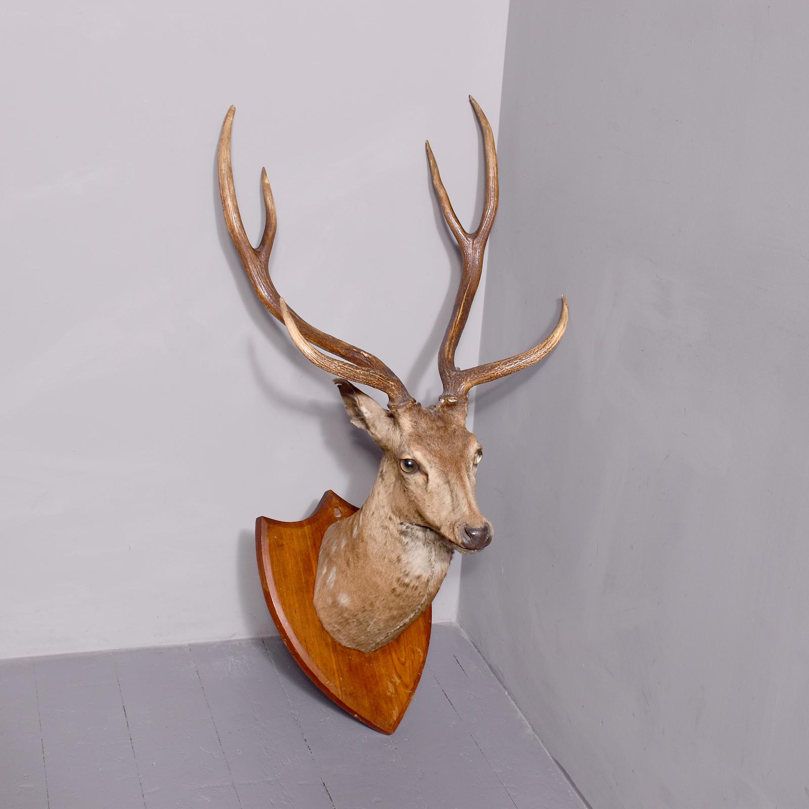 Mounted Indian Axis Deer Head (1 of 5)