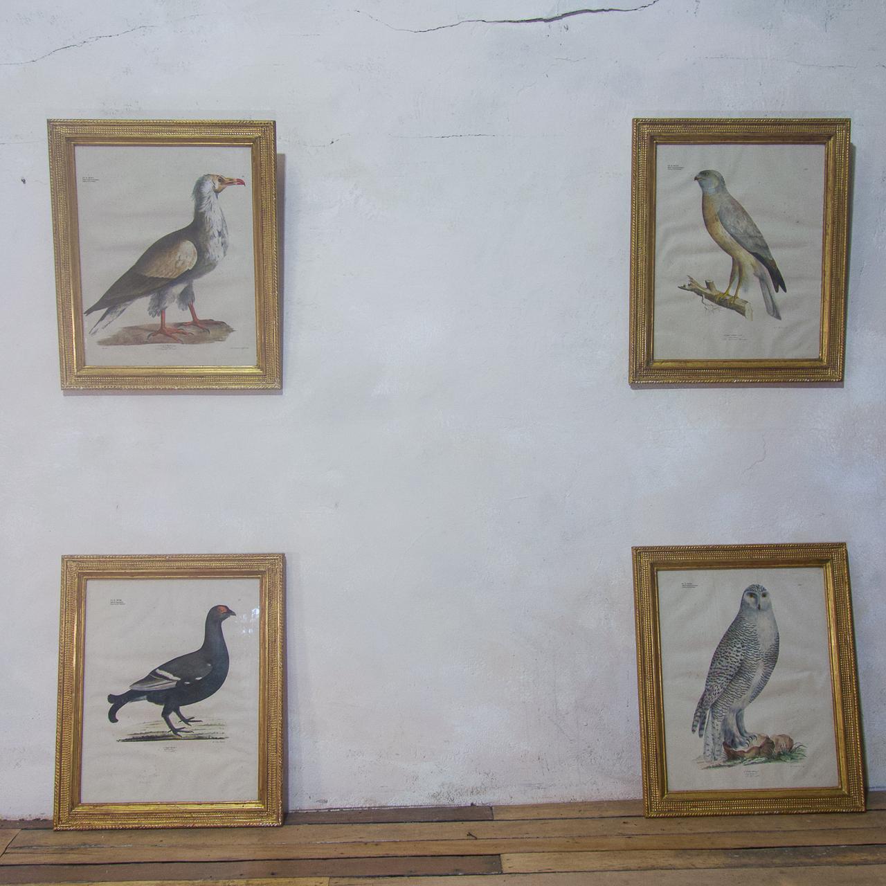 Four 19th Century Gilt Framed Bird Lithographs 'The Naturalist Atlas' (1 of 10)