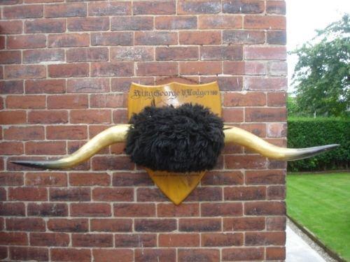 Impressive Set of Antique Mounted Horns 5 Feet Wide (1 of 1)