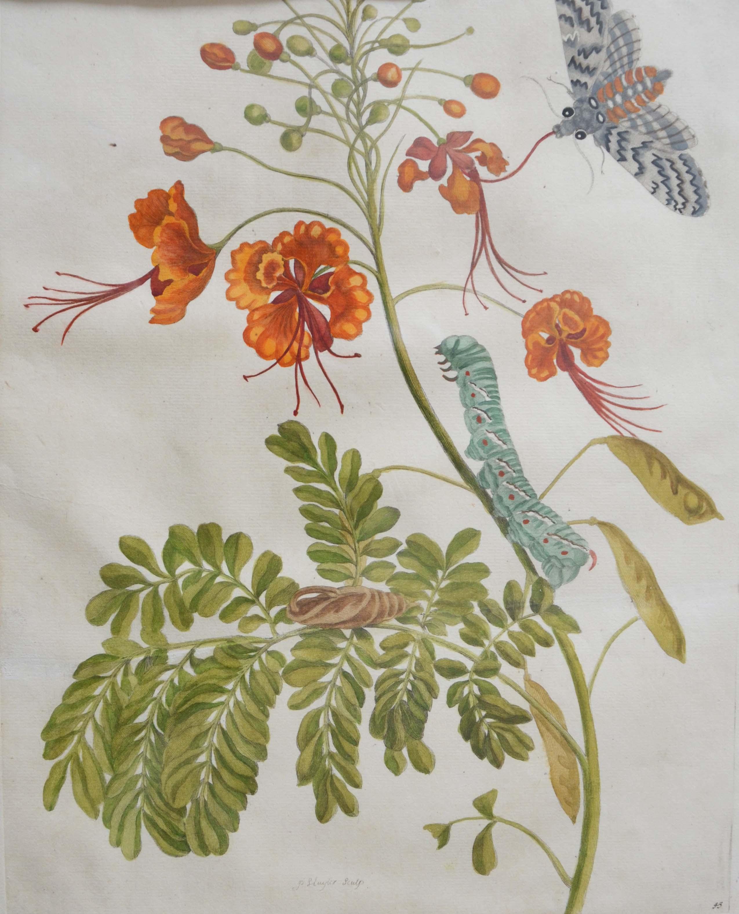 Plate: 45  Flos Pavonis / Orange Peacock  Flowers  by Maria Sibylla Merian (1 of 1)