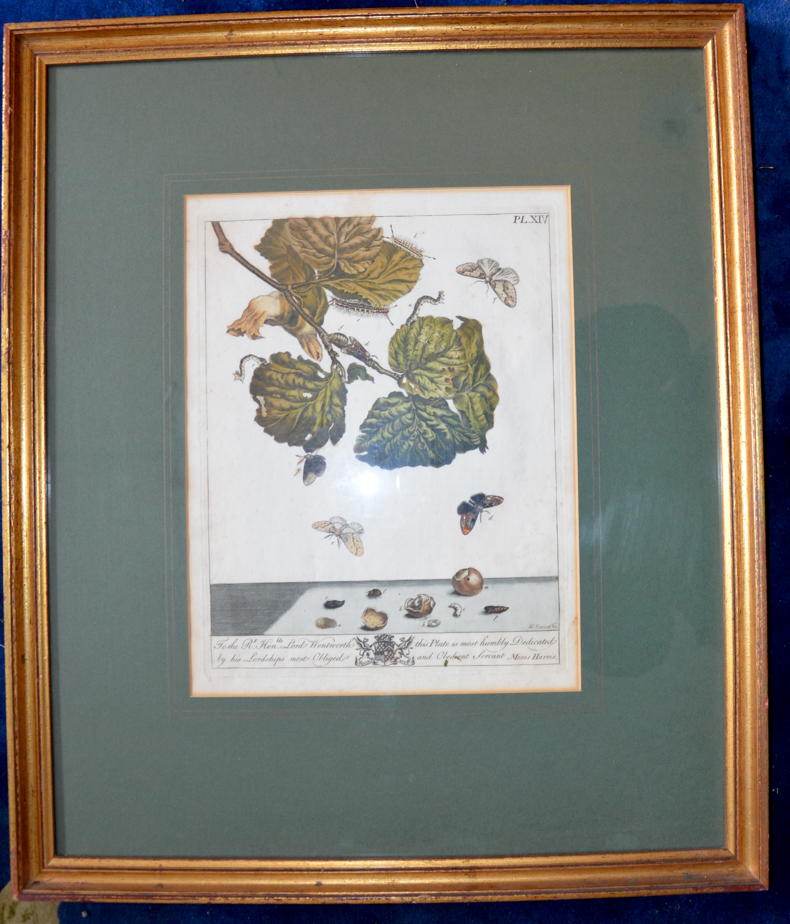 Moses Harris Illustration for 'The Aurelian" 1766 plate XIV Framed/Glazed (1 of 2)